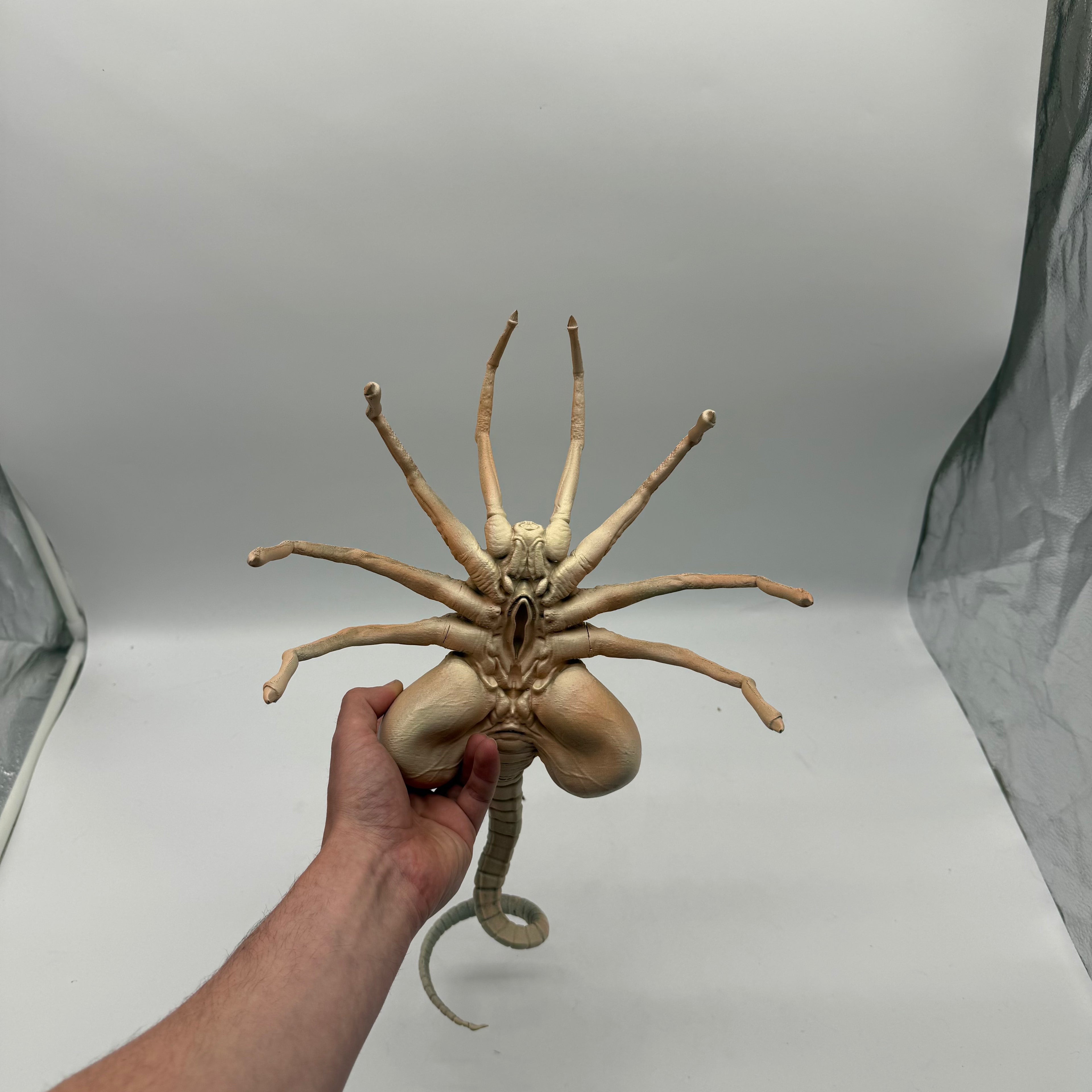 Lifesize 3D Print Alien Facehugger Detailed Display Model