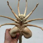 Lifesize 3D Print Alien Facehugger Detailed Display Model